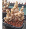 Monilaria moniliformis (B)